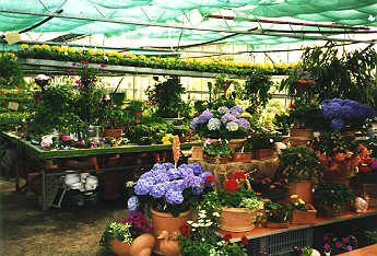 Verschiedene Blumen im Treibhaus